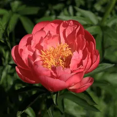 Ateliers d’art floral – Automne