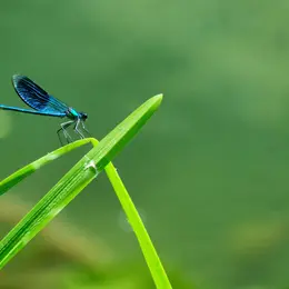 Ateliers-découverte : La petite faune du site des Cascades de Murel