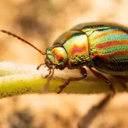 Ateliers des vacances d'hiver : Les insectes en sommeil