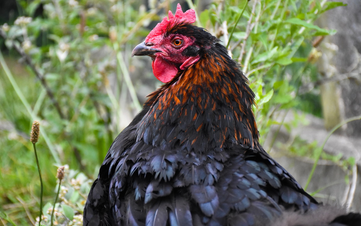 Ateliers pratique à la ferme pédagogique René Binet (18e)