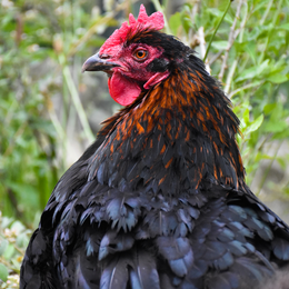 Ateliers pratique à la ferme pédagogique René Binet (18e)