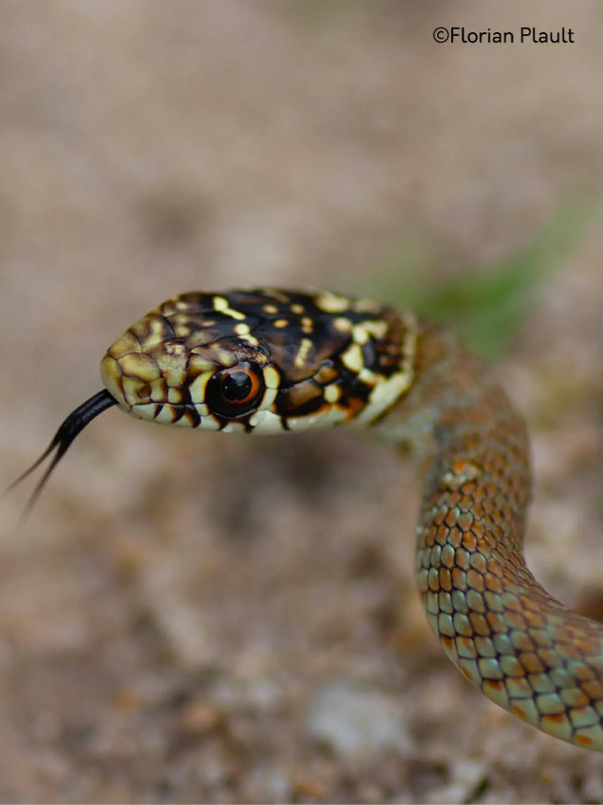 Atlas des reptiles et des amphibiens de PACA