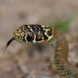 Atlas des reptiles et des amphibiens de PACA
