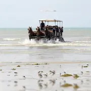 Attelages des Grandes Marées