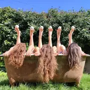 Attention à Ta Tête