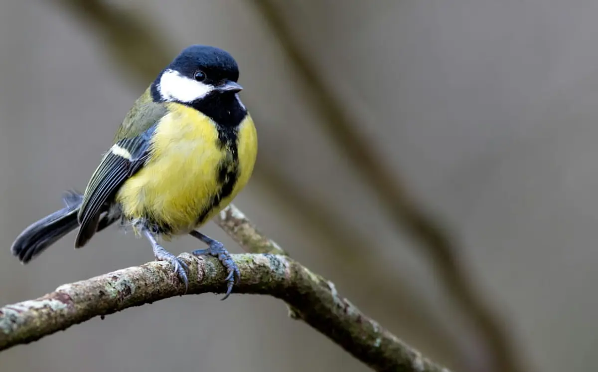 Au chant des oiseaux