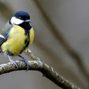 Au chant des oiseaux