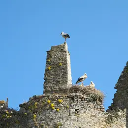 Au château des Cigognes