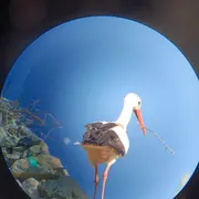 Au château des cigognes