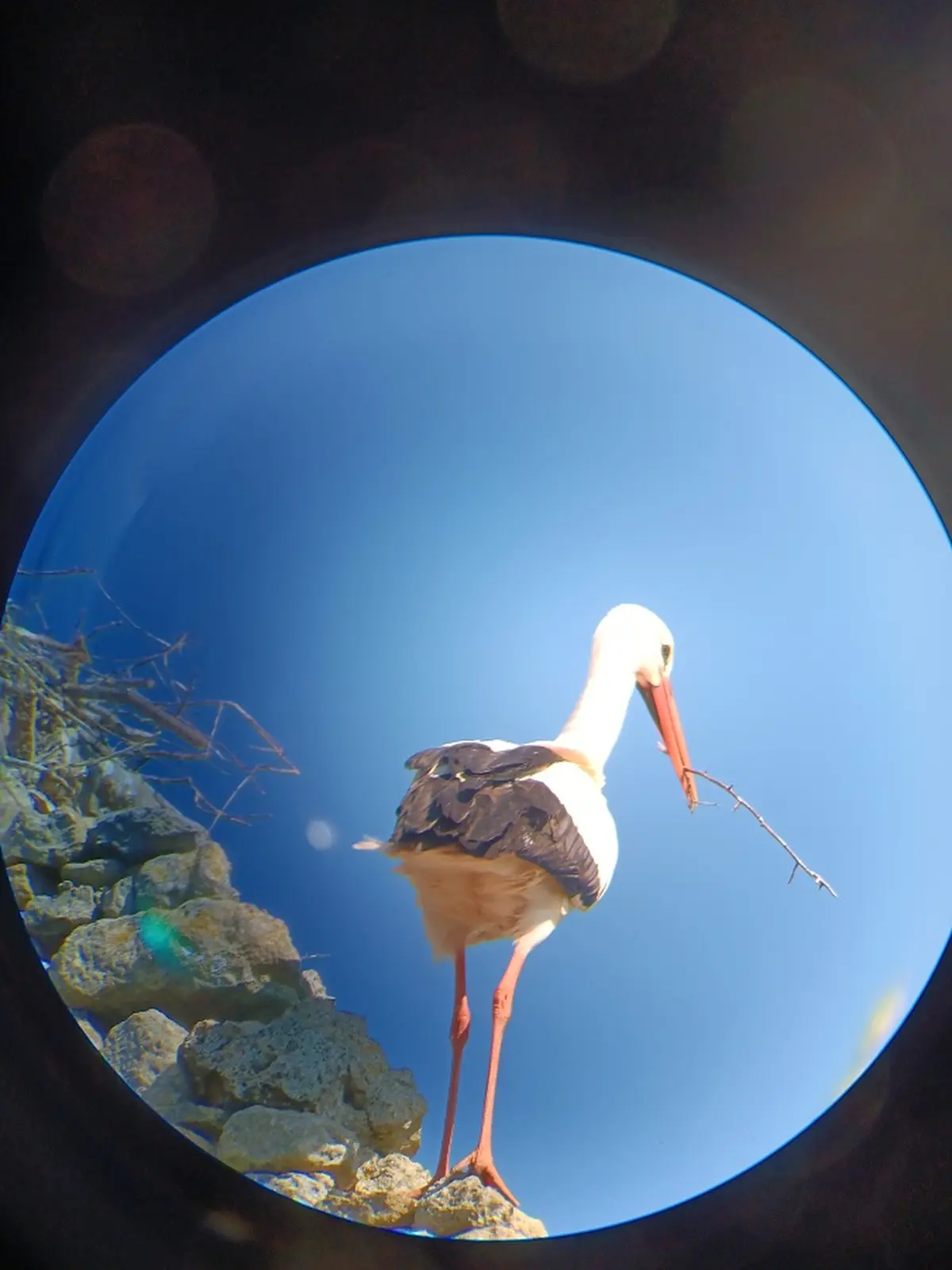 Au château des cigognes