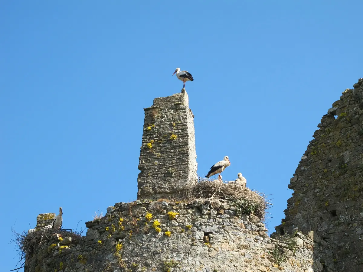 Au château des cigognes