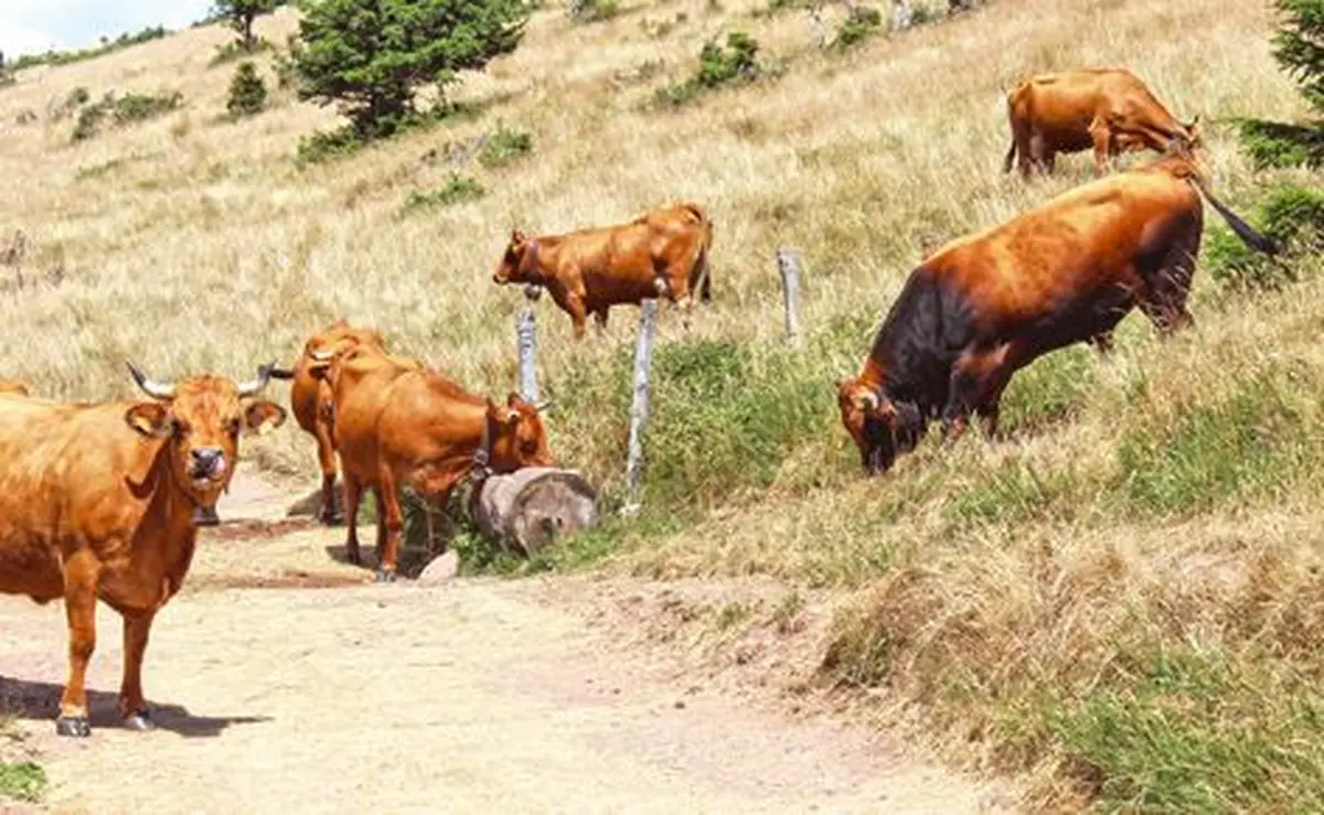 Au milieu des vaches