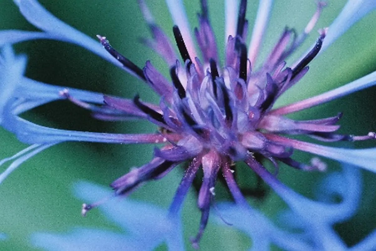 Au milieu du Noir des Iles Jardin