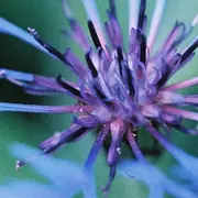 Au milieu du Noir des Iles Jardin
