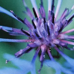 Au milieu du Noir des Iles Jardin