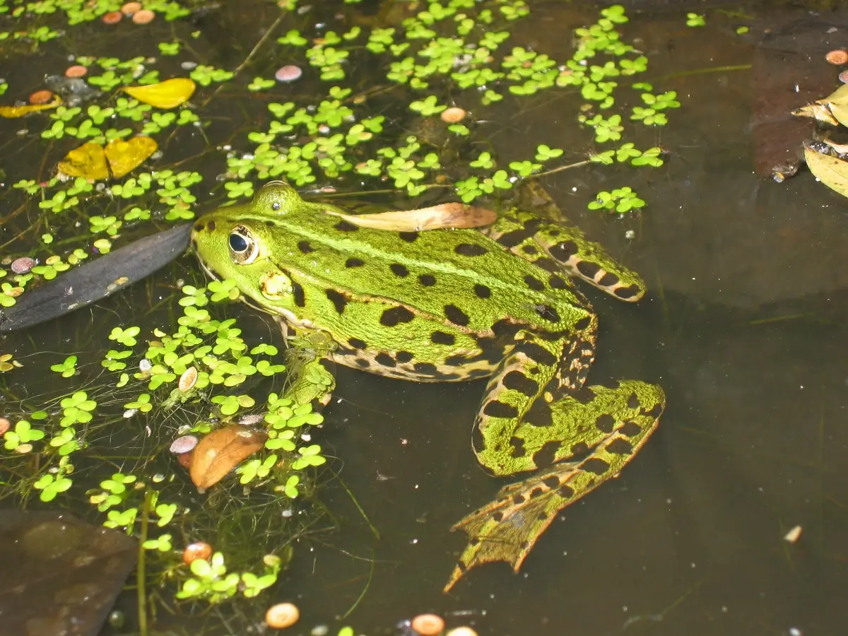 Au pays des grenouilles : le marais