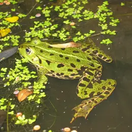 Au pays des grenouilles : le marais
