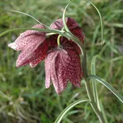 Au royaume de la Fritillaire pintade