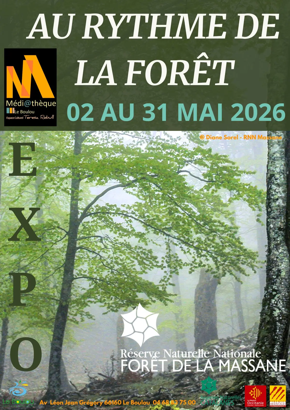 Au Rythme Des Forêts : La Forêt De La Massane