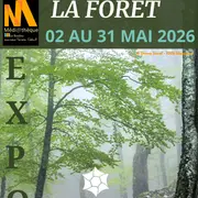 Au Rythme Des Forêts : La Forêt De La Massane
