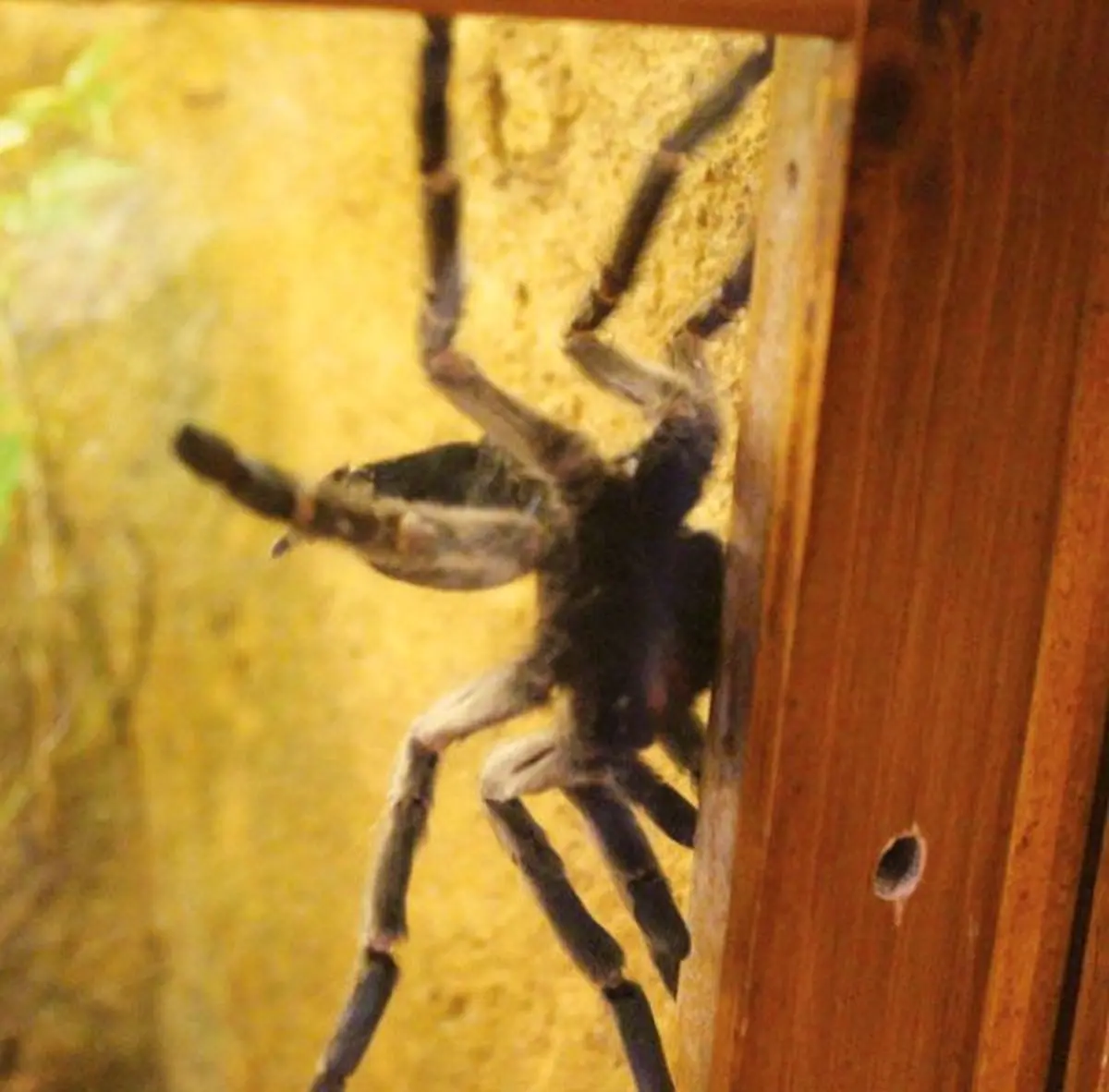 Au Vivarium du Moulin à Lautenbach-Zell