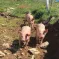 Les cochons élevés à la ferme auberge du Kastelberg DR