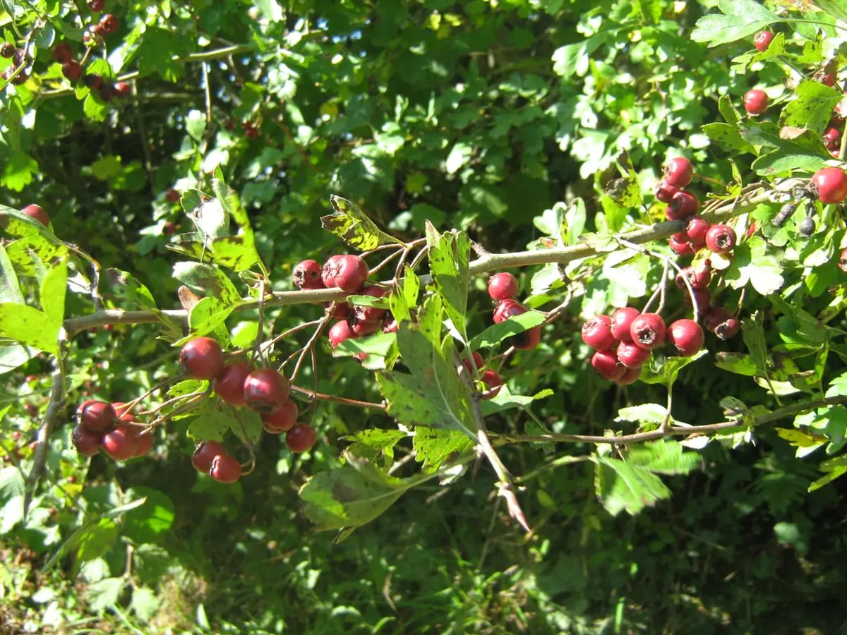 Auprès de mon arbre