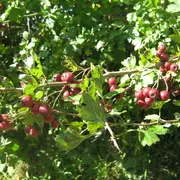 Auprès de mon arbre