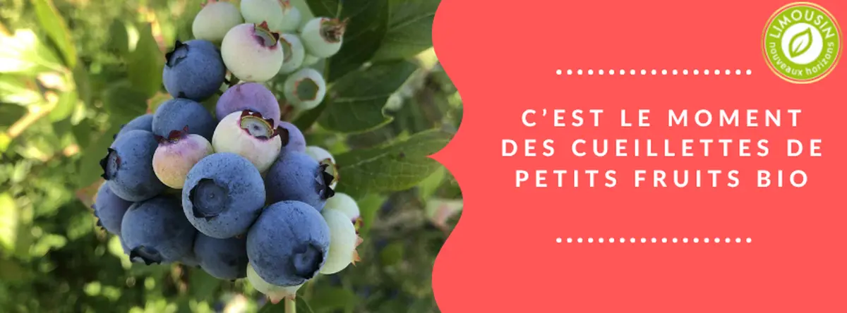 Auto-cueillette des myrtilles bio à la ferme