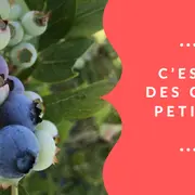 Auto-cueillette des myrtilles bio à la ferme