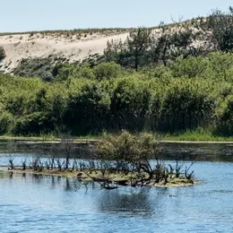 Automne en scène : A la découverte de la forêt et du littoral landais