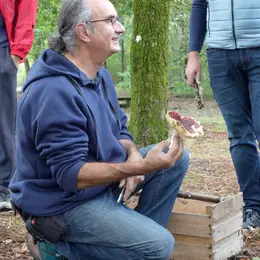 Automne en Scène : Sortie mycologique