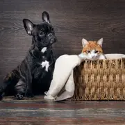 Avantages d’opter pour une association de protection pour adopter son animal de compagnie