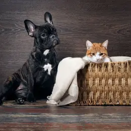 Avantages d’opter pour une association de protection pour adopter son animal de compagnie