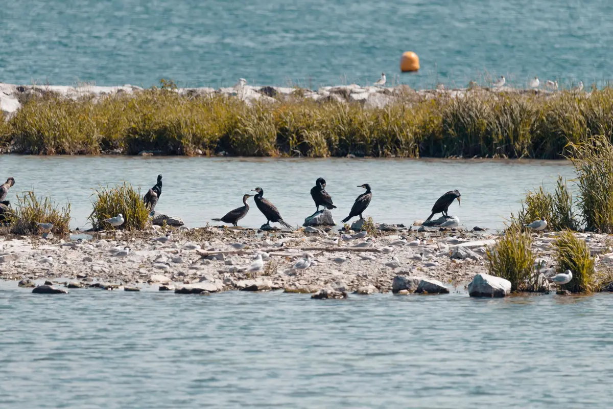 Les espères d'oiseaux visible sur L’Île aux Oiseaux, dans le bassin d'Arcachon