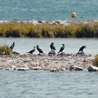 Les espères d'oiseaux visible sur L’Île aux Oiseaux, dans le bassin d'Arcachon DR