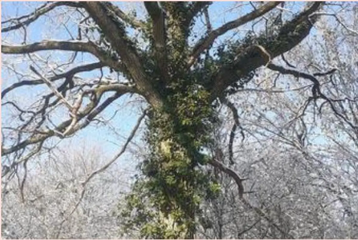 Aventure forestière : il était une fois la forêt du Val de Flore