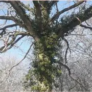 Aventure forestière : il était une fois la forêt du Val de Flore