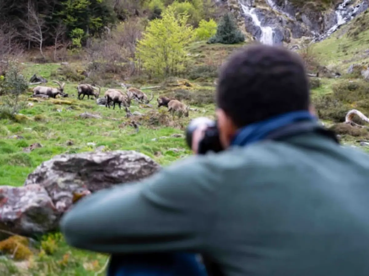 Aventure photo Bouquetins près d'Arrens-Marsous (65)
