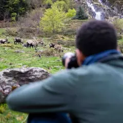 Aventure photo Bouquetins près d'Arrens-Marsous (65)