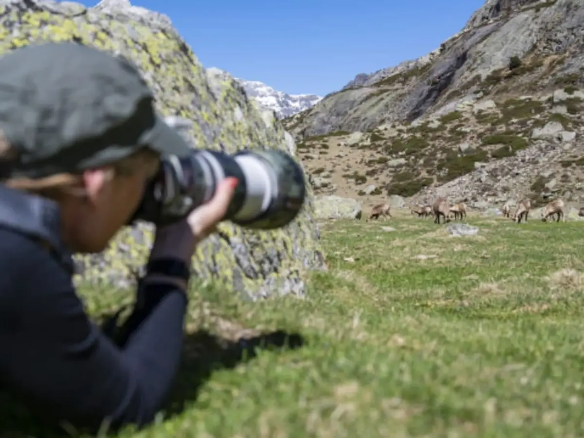 Aventure photo Isards près d'Arrens-Marsous (65)