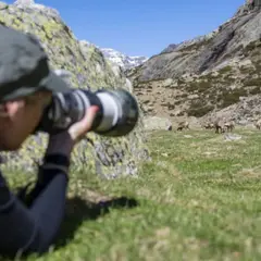 Aventure photo Isards près d'Arrens-Marsous (65)