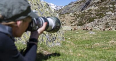 Aventure photo "Isards" pr&egrave;s d'Arrens-Marsous (65)
