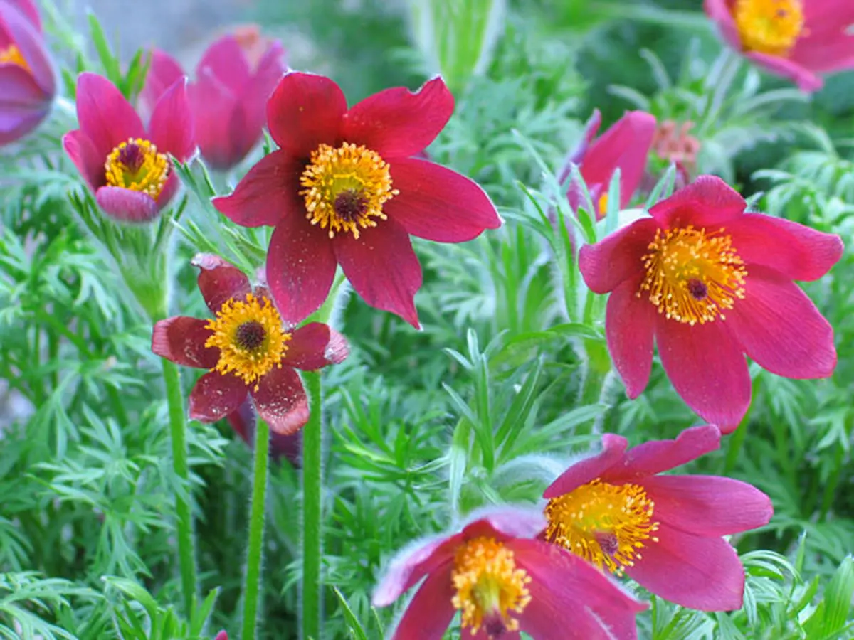 Avril : redécouvrez votre jardin 