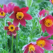 Avril : redécouvrez votre jardin