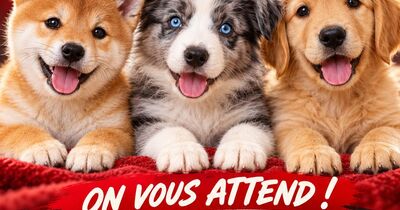 Salon du chiot et du chaton Tulle