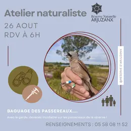 Baguage de passereaux