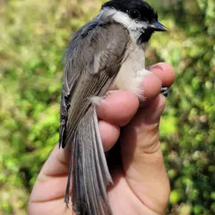 Baguage des oiseaux  migrateurs