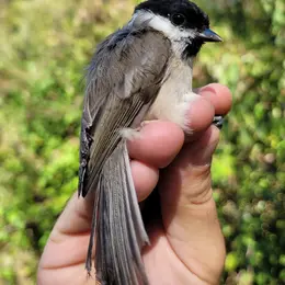 Baguage des oiseaux  migrateurs
