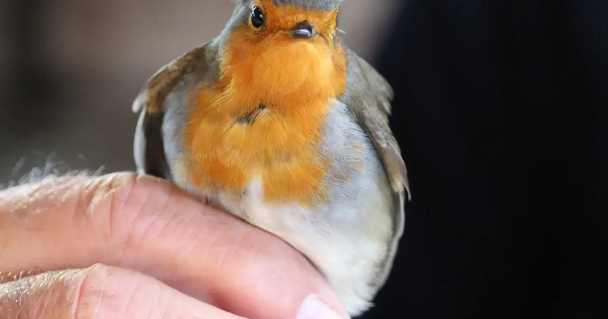 Bague à la patte à Terres d'Oiseaux